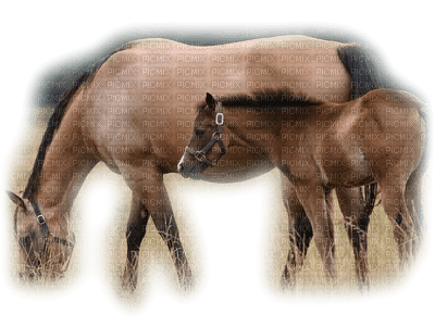 horse with foal bp - ücretsiz png