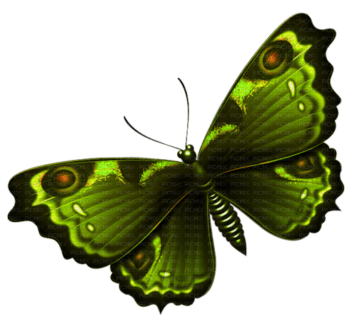 Papillon - 免费PNG