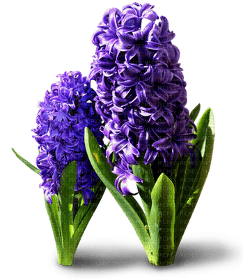 spring flower flowers_fleur fleurs_printemps - PNG gratuit