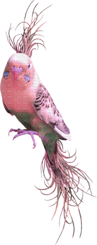 gala birds - безплатен png