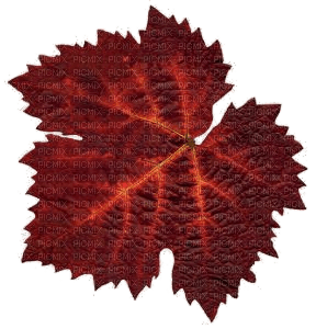 Blatt, rot, Herbst - kostenlos png