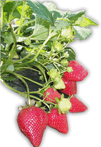 Strawberry Plant - PNG gratuit
