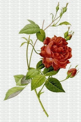 rosa - δωρεάν png
