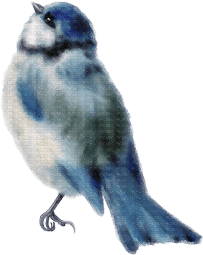 fågel-blå---bird--blue - darmowe png