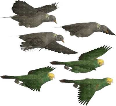 Kaz_Creations Bird Birds - darmowe png