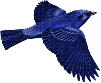 Kaz_Creations Birds Bird - ilmainen png