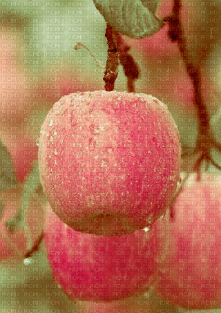 Äpfel im Regen - Ingyenes animált GIF