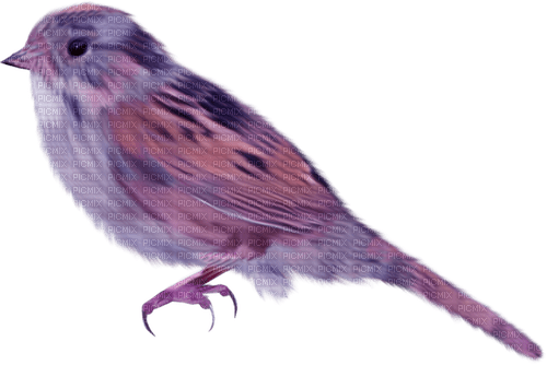 Kaz_Creations Purple-Bird - darmowe png