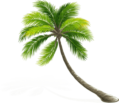 palm trees bp - PNG gratuit