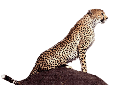 leopardo - besplatni png