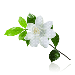 Flowers white bp - png ฟรี