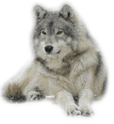 Wolf - nemokama png