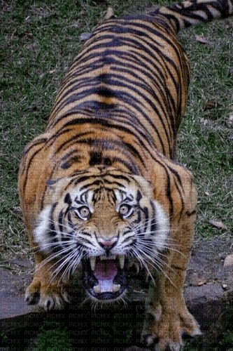 tigre en colère - nemokama png