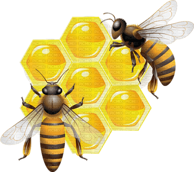 abeille-bee - 免费PNG