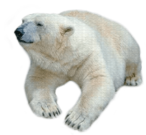 dolceluna polar bear deco fantasy winter - zadarmo png