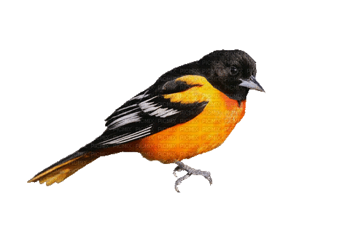 birds - GIF animate gratis