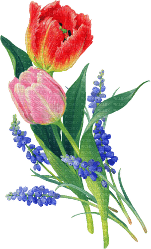 tulips Bb2 - δωρεάν png