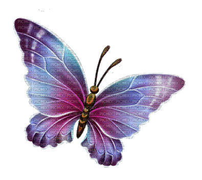 dulcineia8 borboletas - GIF animate gratis