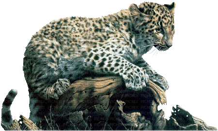 Leopard - Ücretsiz animasyonlu GIF