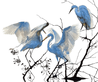 crane birds bp - zadarmo png