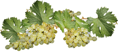 grapes, viinirypäle - png ฟรี