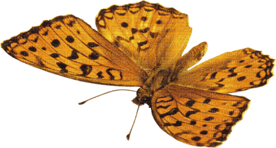 BUTTERFLY - Free PNG