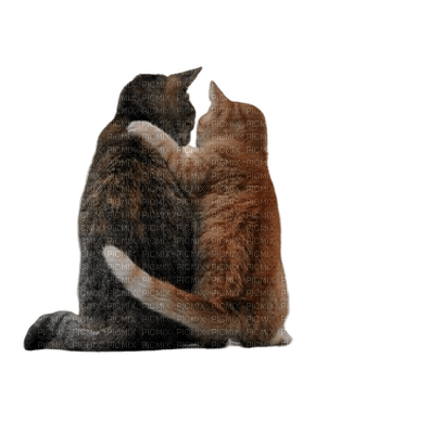 cat chat katze animal  cats animals      tube - kostenlos png