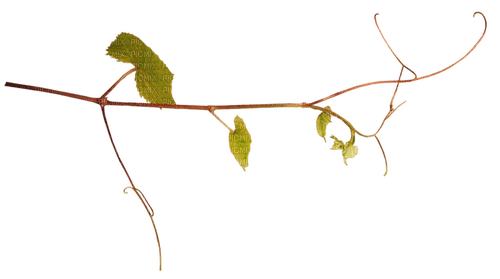 autumn branch deco leaves leaf kikkapink - Free PNG