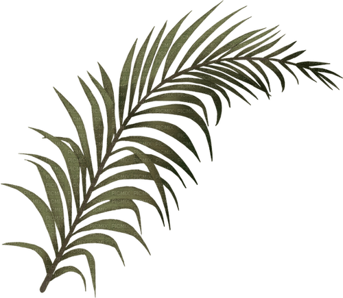 Palmblatt - kostenlos png