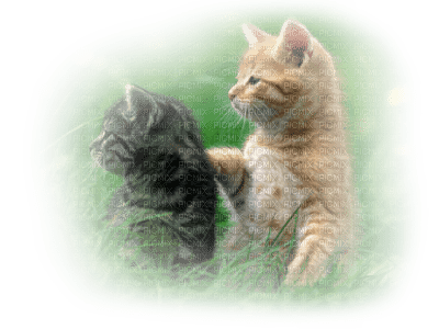 Tube Animaux Chat - bezmaksas png
