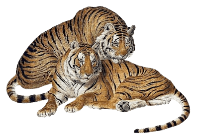 tigers - ücretsiz png