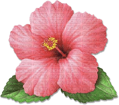 soave deco flowers summer tropical  pink green - PNG gratuit