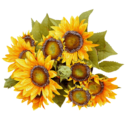 Sunflowers.Brown.Yellow - nemokama png