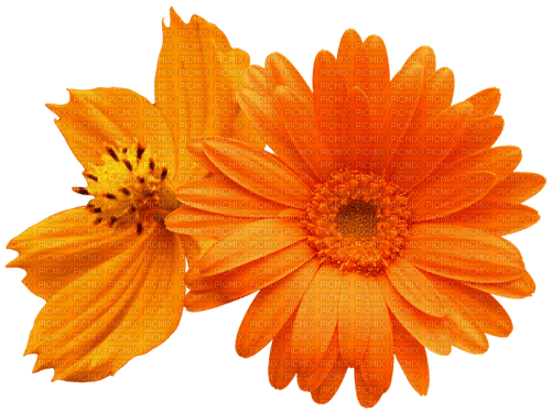 Flowers.Orange - фрее пнг