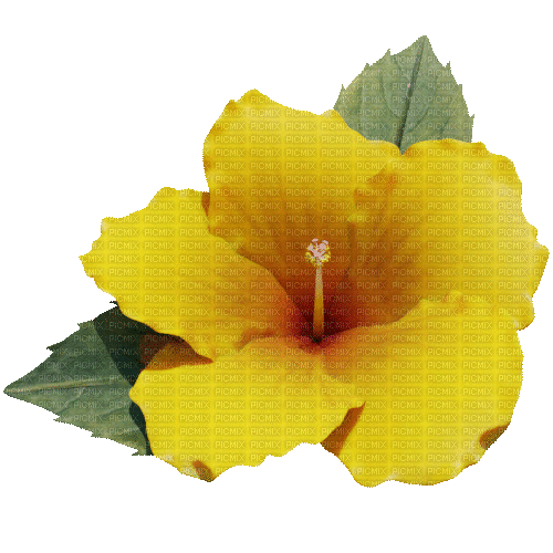 Tropical.Flower.Fleur.Yellow.gif.Victoriabea - GIF เคลื่อนไหวฟรี
