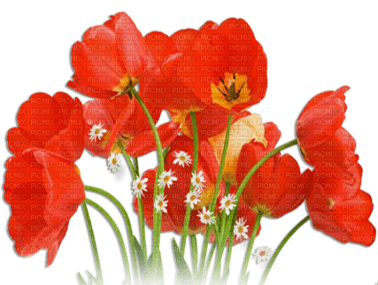 soave deco poppy border field spring flowers - δωρεάν png