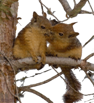 écureuils - GIF animado grátis