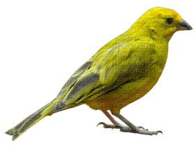 pájaro plumaje amarillo - png gratuito