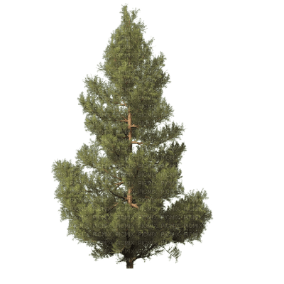 tree - Free PNG