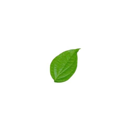 kikkapink deco scrap leaf green - фрее пнг