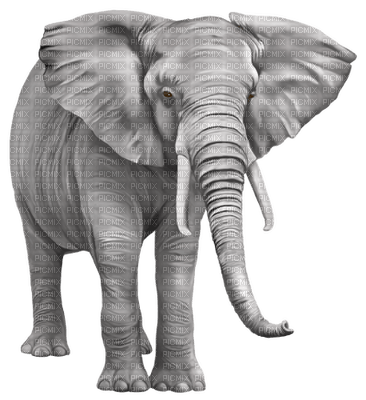 elefant - PNG gratuit