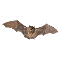 Bat - zdarma png