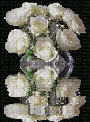 maj gif roses blanches - eau - GIF เคลื่อนไหวฟรี