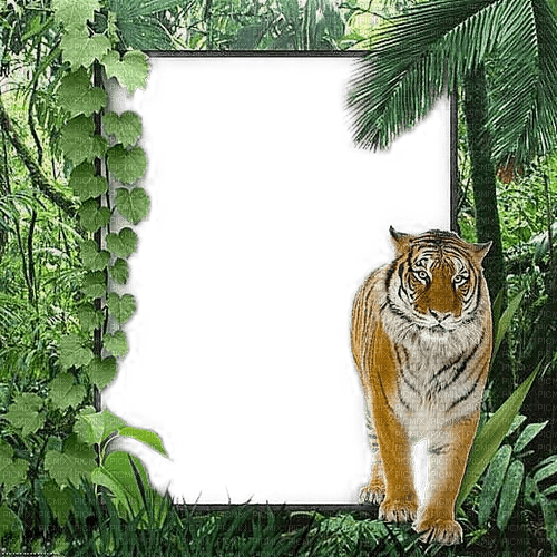 Cadre.Frame.Tiger.Jungle.Victoriabea - zadarmo png