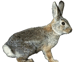 rabbit - Nemokamas animacinis gif