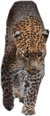 leopardo - nemokama png