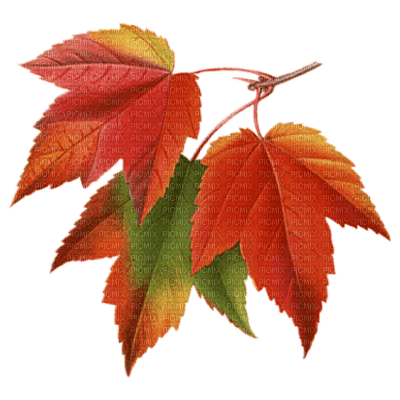 jesienne liście - zdarma png