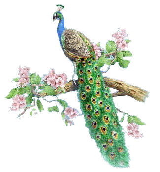 Peacock-NitsaP - Darmowy animowany GIF