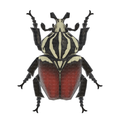 Goliath Beetle - Free PNG