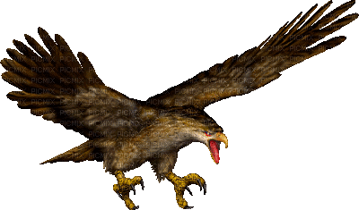 hawk katrin - Ücretsiz animasyonlu GIF